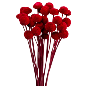 Red Billy Button | 30 Stems